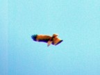 236 Brahminy Kite flying.JPG (79 KB)